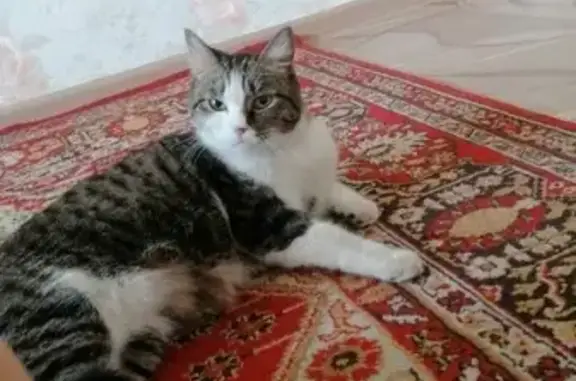 Пропал кот Феня на ул. Чайковского 73, вознаграждение 15 тыс. руб.