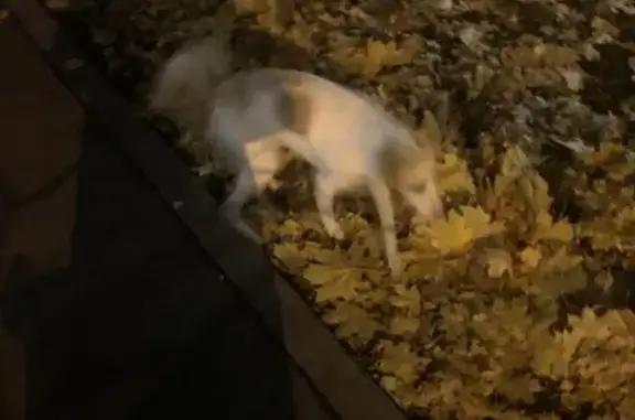 Найдена белая собака-мальчик на бульваре Яна Райниса, Москва