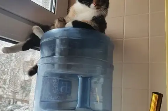 Кошки потеряшки, Ярославль, фото: Потеряшка трехцветная кошка на Ляпидевского, 18, Ярославль