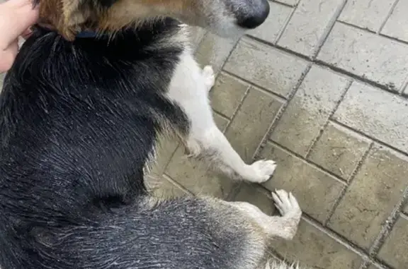 Собака найдена на Путиловской, 20 (Барнаул)