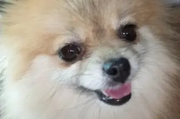 Собаки потеряшки, станица Константиновская, фото: Потеряшка рыжая шпиц на Лазоревой улице