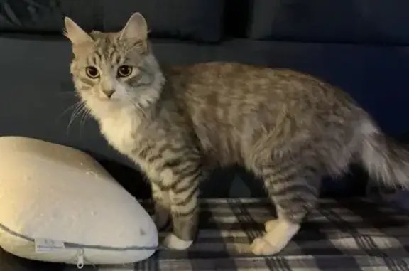 Пропала кошка Толя в Московской области