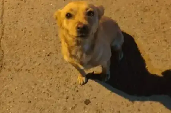 Пропала маленькая собачка на улице Пластуновская
