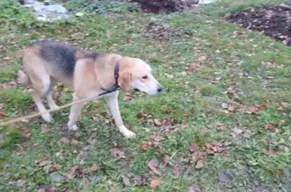 Пропала собака в Лесково, Вологодская область - помогите найти!