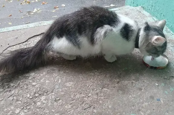 Найдена кошка на улице Тимакова, 16 в Рязани!