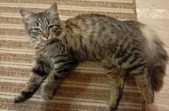 Найдена красивая и ласковая кошка на ул. П. Савельевой, 39 к4 в Тверском городском округе