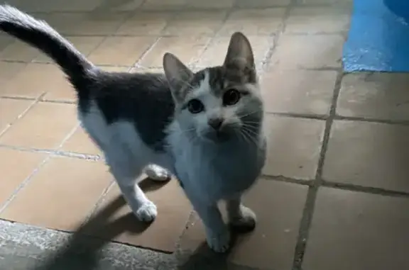 Найден домашний котенок в Набережных Челнах