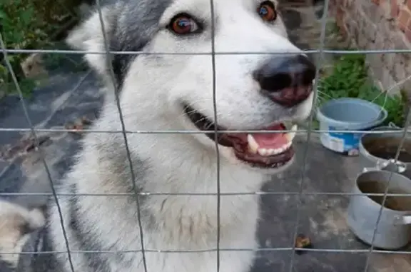 Пропала собака Хаски на Набережной в Попово-Лежачах