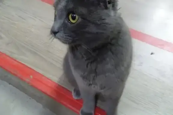 Найдена домашняя кошка на пл. Карла Маркса, Ростов-на-Дону
