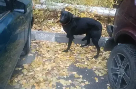 Найдена собака Потеряшка на ул. Антонова в Саратове