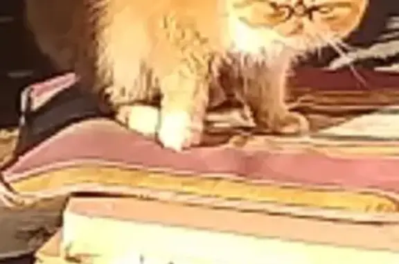 Найдена маленькая Персидская кошка на Пятницком шоссе