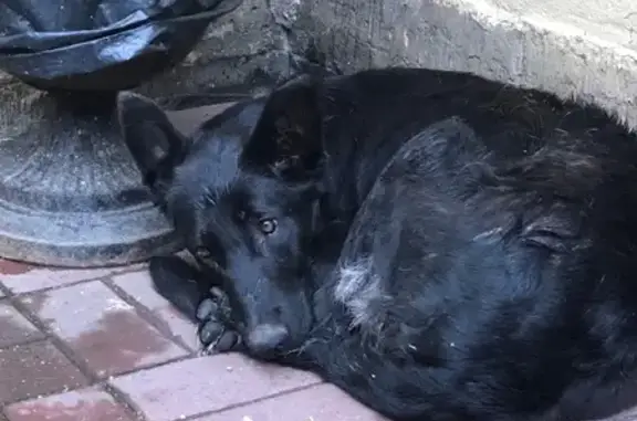Найдена собака черного цвета на Казначейской улице, СПб