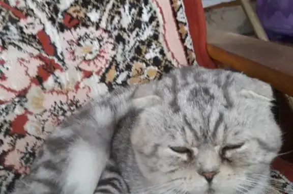 Найдена кошка-шотландец на Малой Покровской, 13 в Елабуге