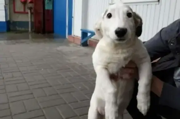 Найдена собака возле торгового центра на Ополченской, Волгоград