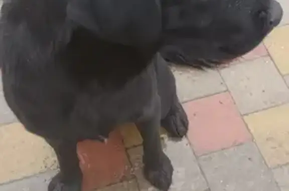 Найдена худая собака на улице Ленина