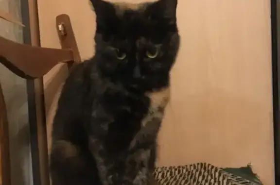 Найдена темная кошка с рыжими пятнами на Ямской, 100 в Тюмени