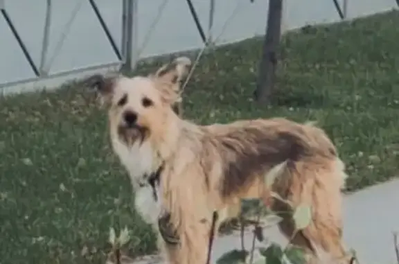 Пропала собака Арчи на Никольском проспекте, Кольцово