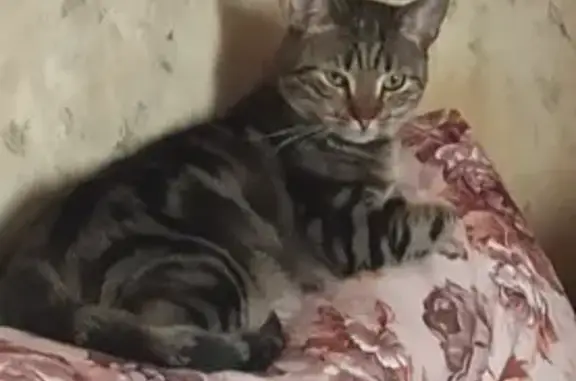 Пропала кошка на Ладожской улице, 18 в Кировске
