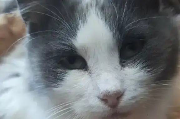 Очаровательный пушистый котик ищет дом в Калуге