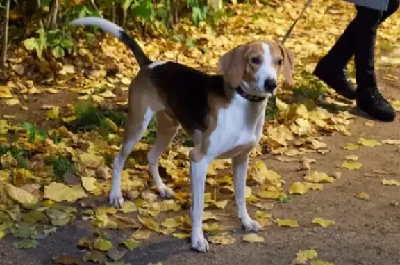 Собаки потеряшки, Москва, фото: Потеряшка пёс Стенли на улице Немчинова, Москва