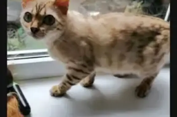 Пропала бенгальская кошка на Весенней, 34, Владикавказ