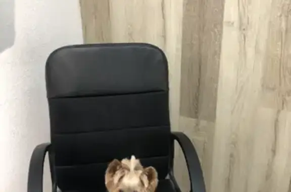 Собаки потеряшки, Калининград, фото: Потеряшка собака в Калининграде, переулок Михаила Зощенко