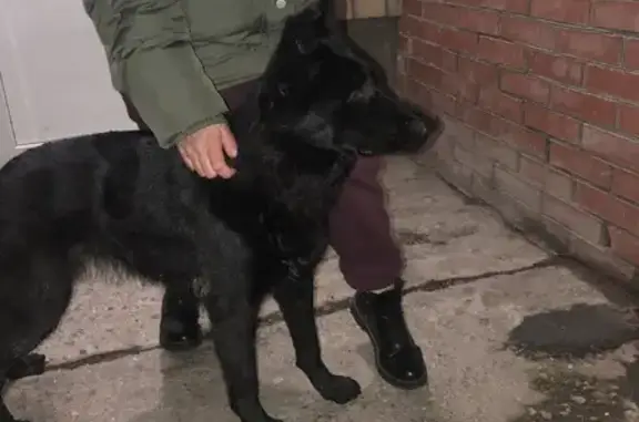 Найдена молодая ласковая собака на Пермской улице 7