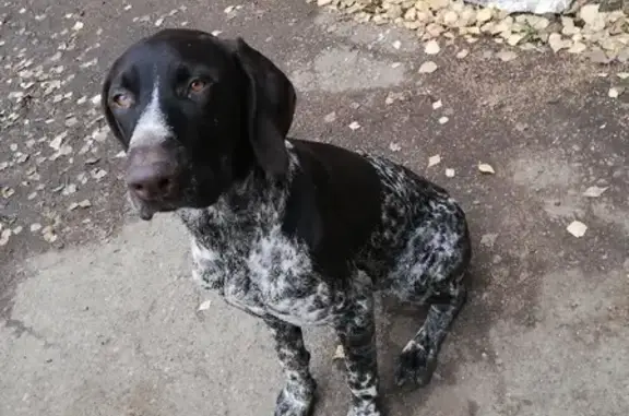 Собака Охотничьей породы найдена на Желтиковской улице, 18 в Твери.