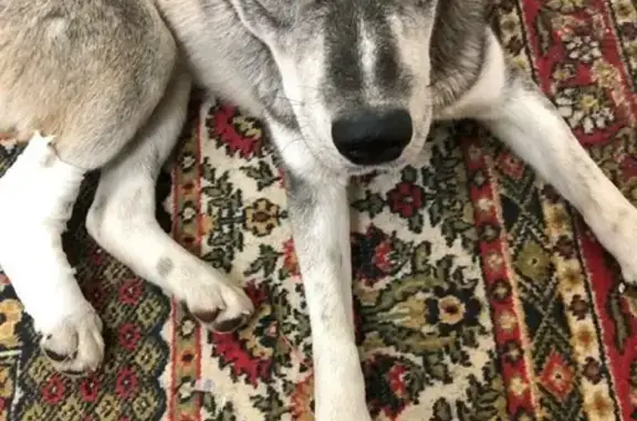 Найденные животные Ростов-на-Дону, фото: Найдена собака на ул. Макарова, 32 в Ростове-на-Дону