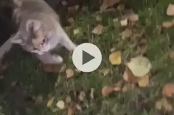 Найдена кошка, Казань, фото: Найдена кошка на ул. Мусина, 63 в Казани