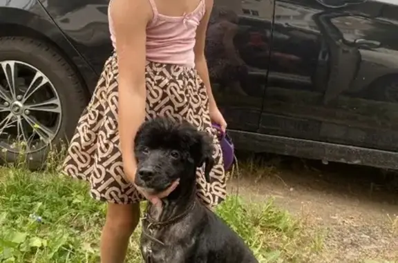 Собаки потеряшки, Санкт-Петербург, фото: Потеряшка чипированная собака черного окраса с белым пятнышком на груди на Ленской улице, 17 к3, Санкт-Петербург