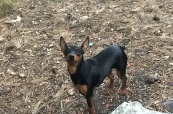 Пропала собака на Ай Петри в Зелёновском сельском поселении, Крым