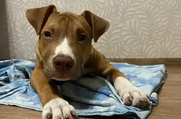 Потерянные животные Новокузнецк, фото: Пропал щенок Сэм на ул. Дузенко, 21Б, Новокузнецк