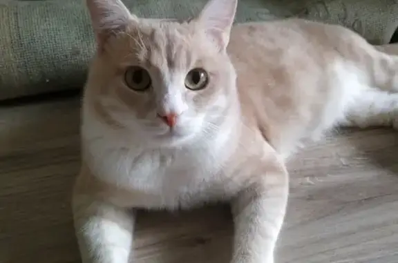 Пропала персиковая кошка с белой грудкой в Колобушнево, Костромская область