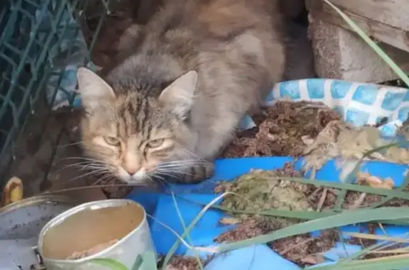 Найдена кошка в Колобушнево, Костромская область