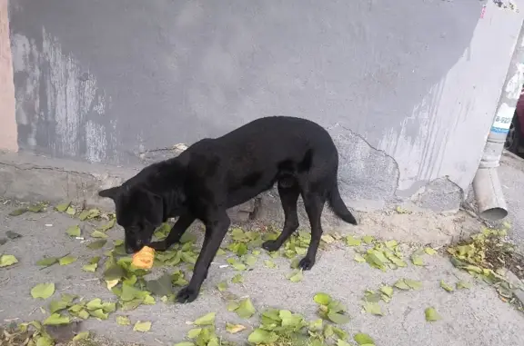 Потерянная собака на ул. Шаумяна, Челябинск