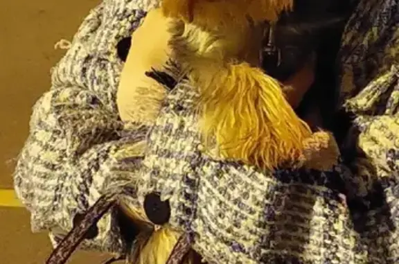 Собаки потеряшки, Санкт-Петербург, фото: Потеряшка собака Эля на Ленинском проспекте, СПб.