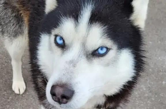 Пропала собака Хаски в Куюках, откликается на кличку Север