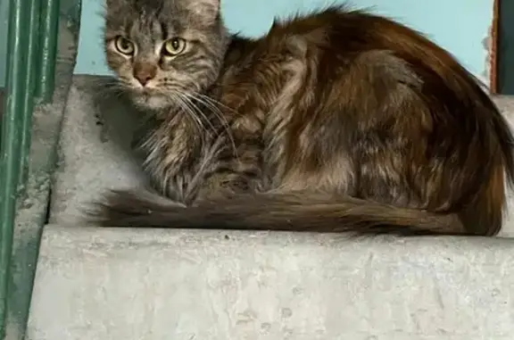 Найдена кошка на Михайловском шоссе в Рязани