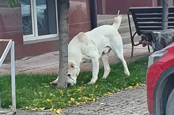 Собака найдена в Любушкино, Ростов-на-Дону