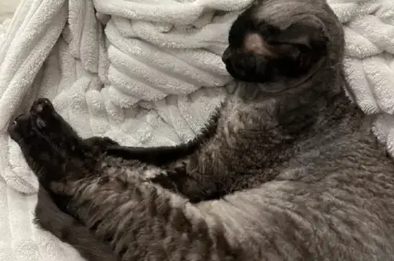 Объявления о пропавших и найденных животных, Ульяновск, фото: Пропал кот Лёша, Красноармейская ул. 104, Ульяновск