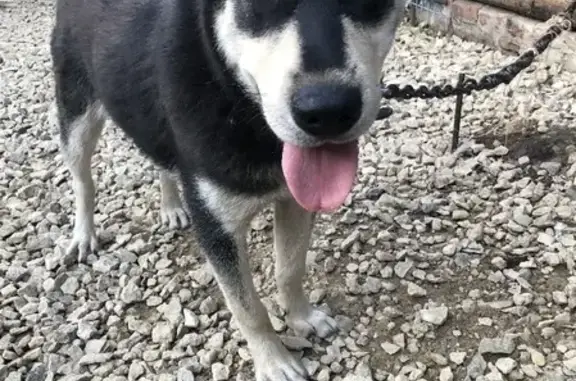 Собаки потеряшки, Ижевск, фото: Потеряшка собака Гром на 7 улице, Ижевск