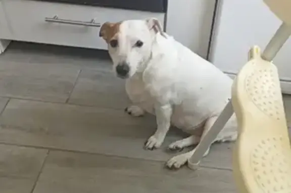 Найденные животные Москва, фото: Найден Джек Рассел терьер на Дубнинской улице, дом 20