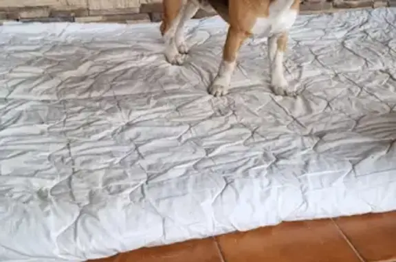 Найденные животные Москва, фото: Найден молодой бигль с белой кисточкой на хвосте в Устиновке-Аксеново-Электроуглях-Власово.