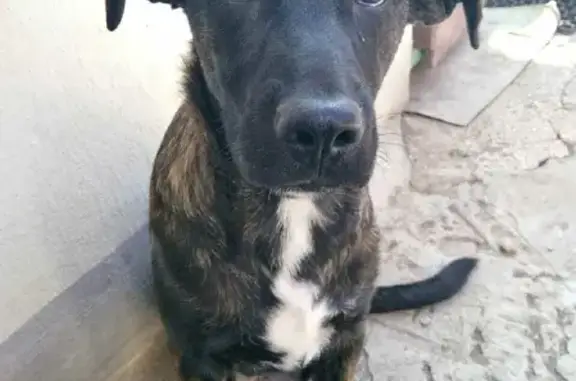 Пропала собака Бумер на Аянской улице, Крым