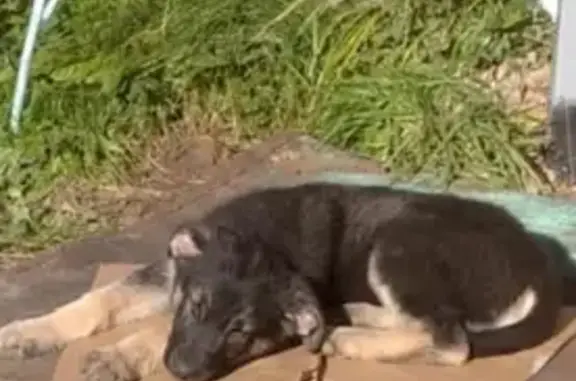 Пропала собака Щенок восточно-европейской овчарки в Ново-Талицы, Ивановская область