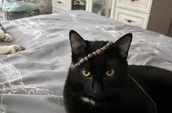 Кошки потеряшки, Санкт-Петербург, фото: Потеряшка кошка Леви на ул. Разъезжая, 4, Пушкин