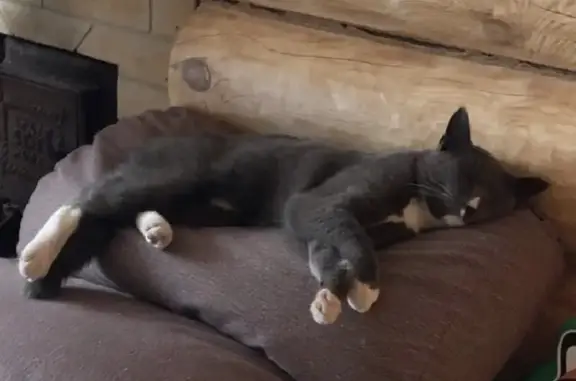 Кошки потеряшки, Култаевское сельское поселение, фото: Потеряшка кошка на улице Водников, 2.