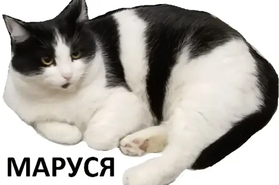 Пропала кошка на ул. Коммунальная 33, Тольятти