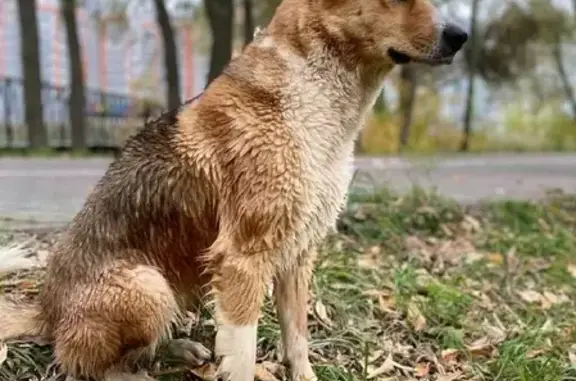 Пропала собака в ЖК Весна, Казань, вознаграждение гарантировано!
